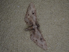 Eupithecia proterva