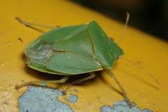 Halyabbas unicolor