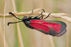 Zygaena erythrus