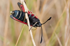 Zygaena erythrus