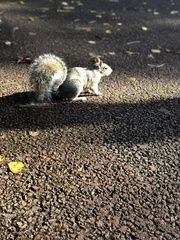 Sciurus carolinensis