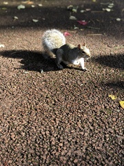 Sciurus carolinensis