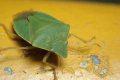 Halyabbas unicolor