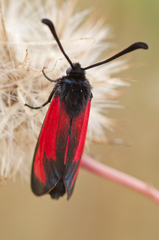 Zygaena erythrus