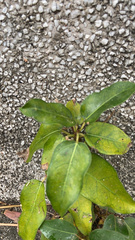 Ficus subpisocarpa