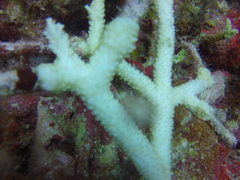 Acropora cervicornis