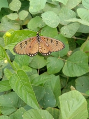 Acraea terpsicore