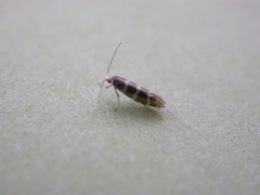 Argyresthia trifasciata