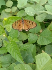 Acraea terpsicore