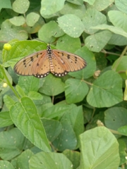 Acraea terpsicore