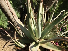 Aloe vera vera