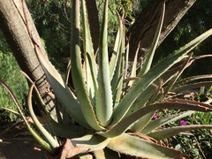 Aloe vera vera