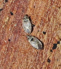 Holcocranum saturejae