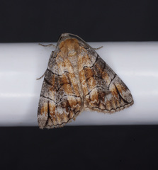 Dysbatus stenodesma