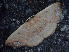 Ecpetelia albifrontaria