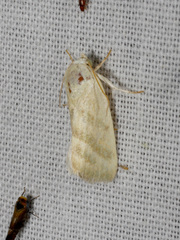 Earias paralella