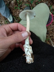 Amanita umbrinolutea