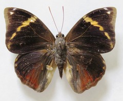Opsiphanes tamarindi tamarindi