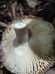 Russula grata
