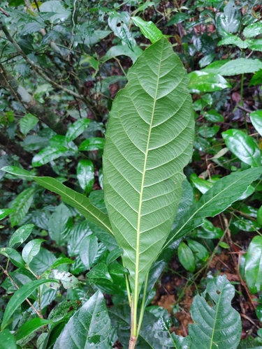 Image of Agrostistachys indica by (c) T R Shankar Raman, some rights reserved (CC BY)