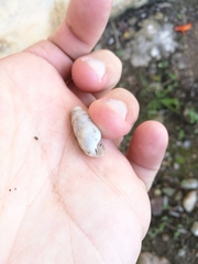 Rumina decollata