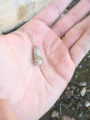 Rumina decollata