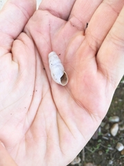 Rumina decollata