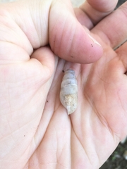 Rumina decollata