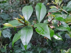 Ardisia rhomboidea