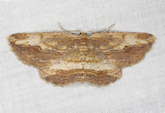Ectropis calida
