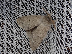 Cnethodonta grisescens