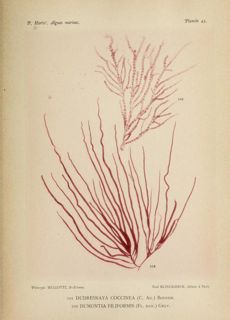 Dudresnaya