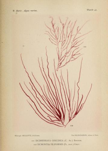 Representative image of Dudresnaya