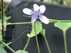Viola silicestris