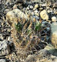 Ancistrocactus scheeri