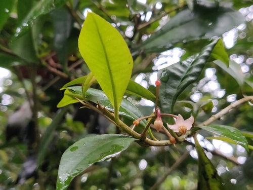 Ardisia rhomboidea