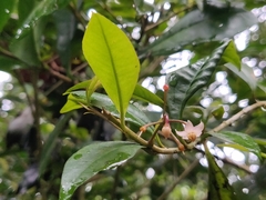 Ardisia rhomboidea