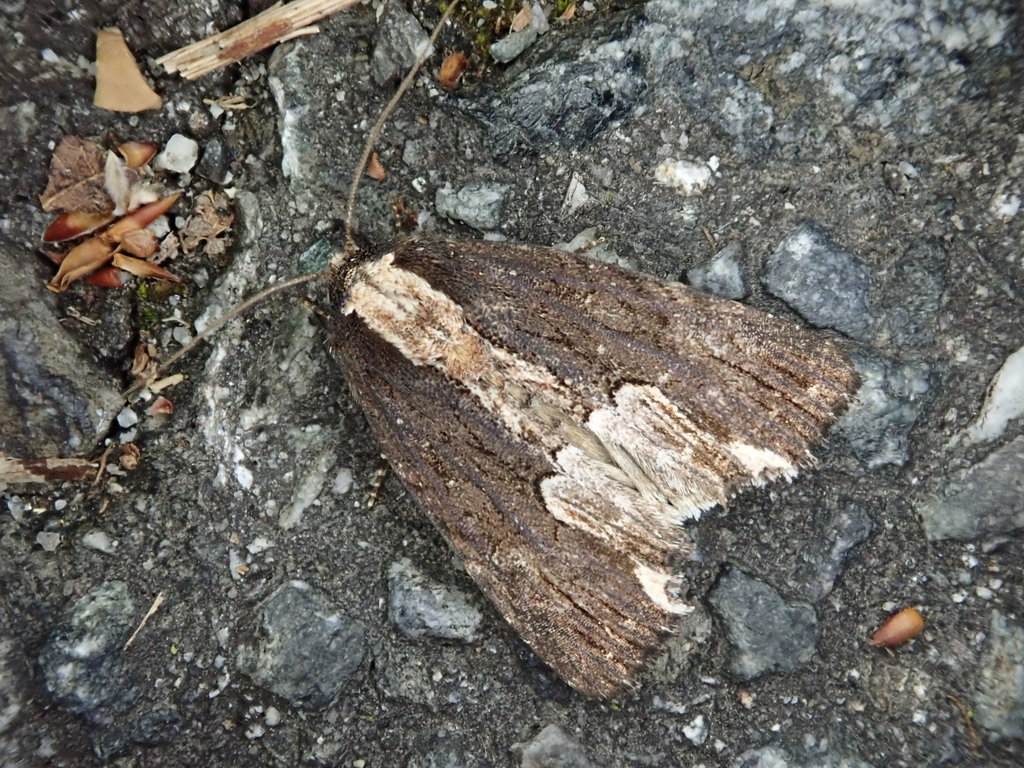 Dipterygina japonica