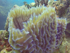 Callyspongia plicifera