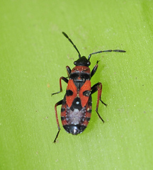 Horvathiolus gibbicollis