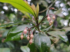 Ardisia rhomboidea