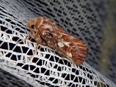 Panolis japonica