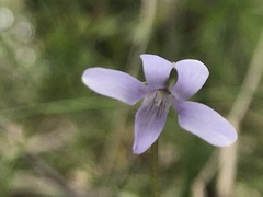 Viola silicestris