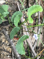 Viola silicestris