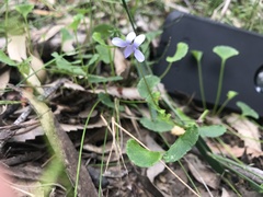 Viola silicestris