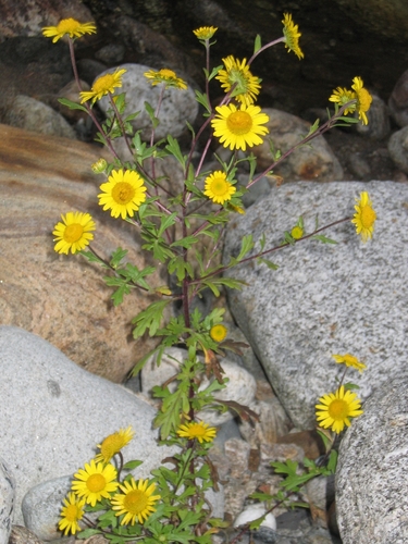 Tridactylina kirilowii (Turcz.) Sch.Bip.