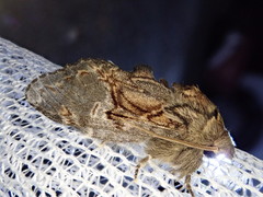 Peridea lativitta