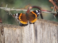 Vanessa atalanta