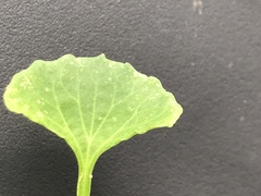 Viola silicestris