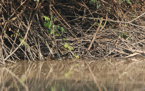 Pallas's Grasshopper Warbler (Helopsaltes certhiola), photo 4